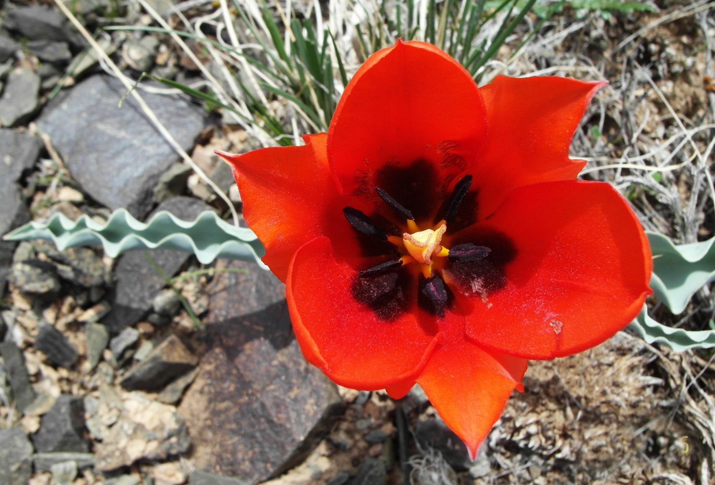 Изображение особи Tulipa alberti.