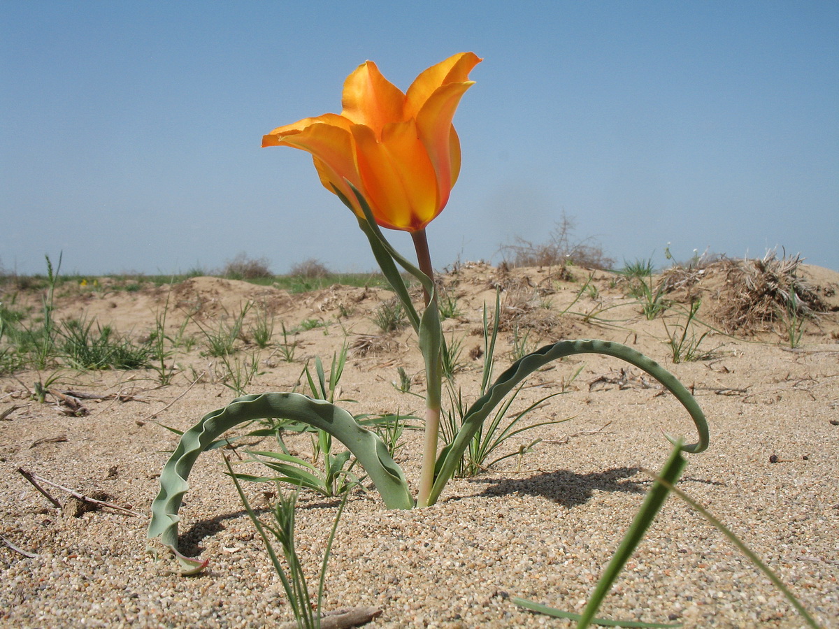 Image of Tulipa lehmanniana specimen.