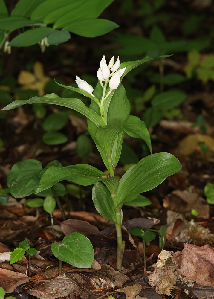 Image of Cephalanthera caucasica specimen.