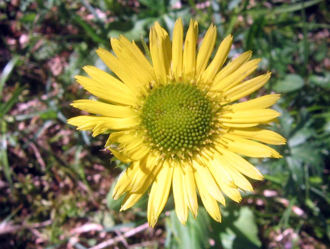 Изображение особи Doronicum turkestanicum.