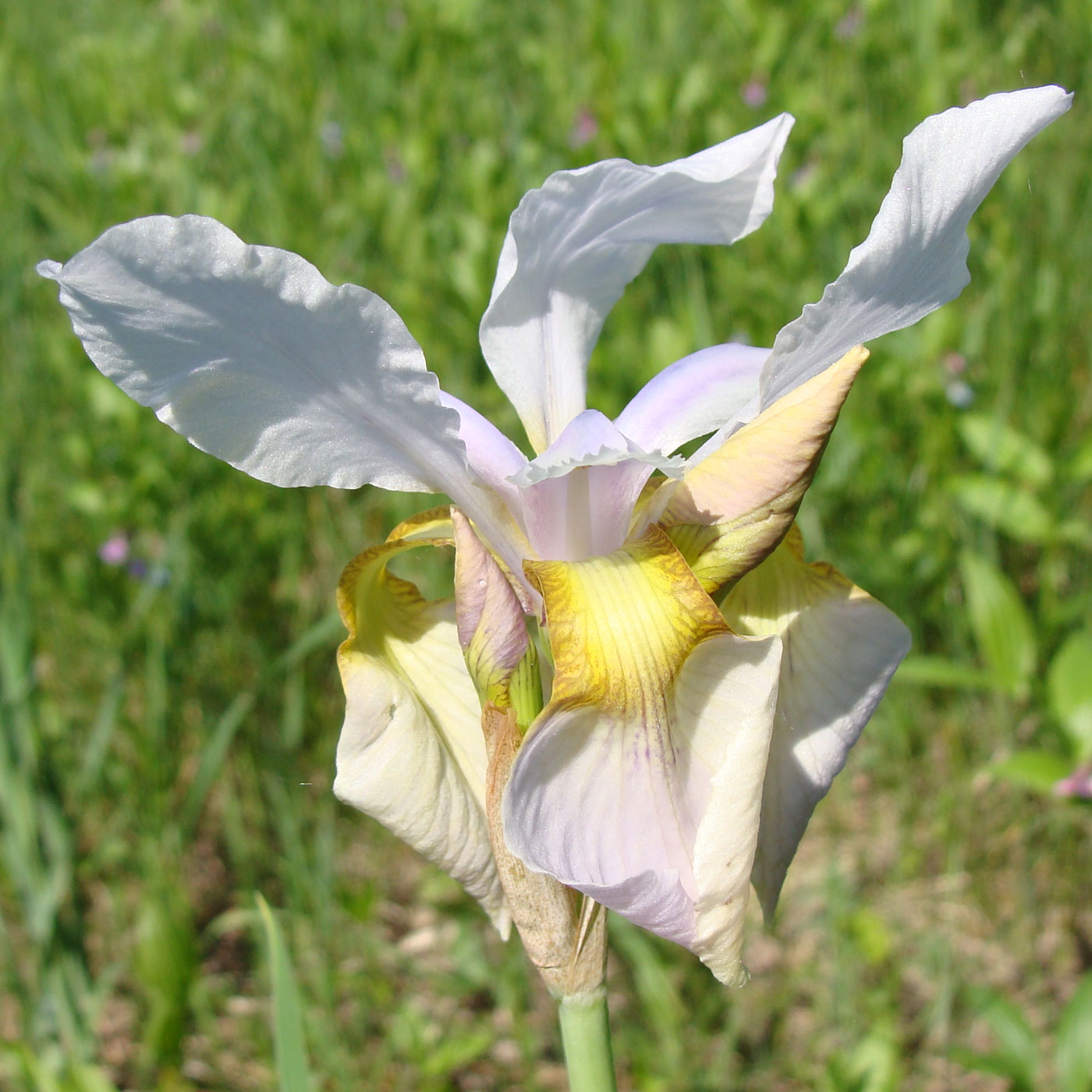 Изображение особи Iris sanguinea.