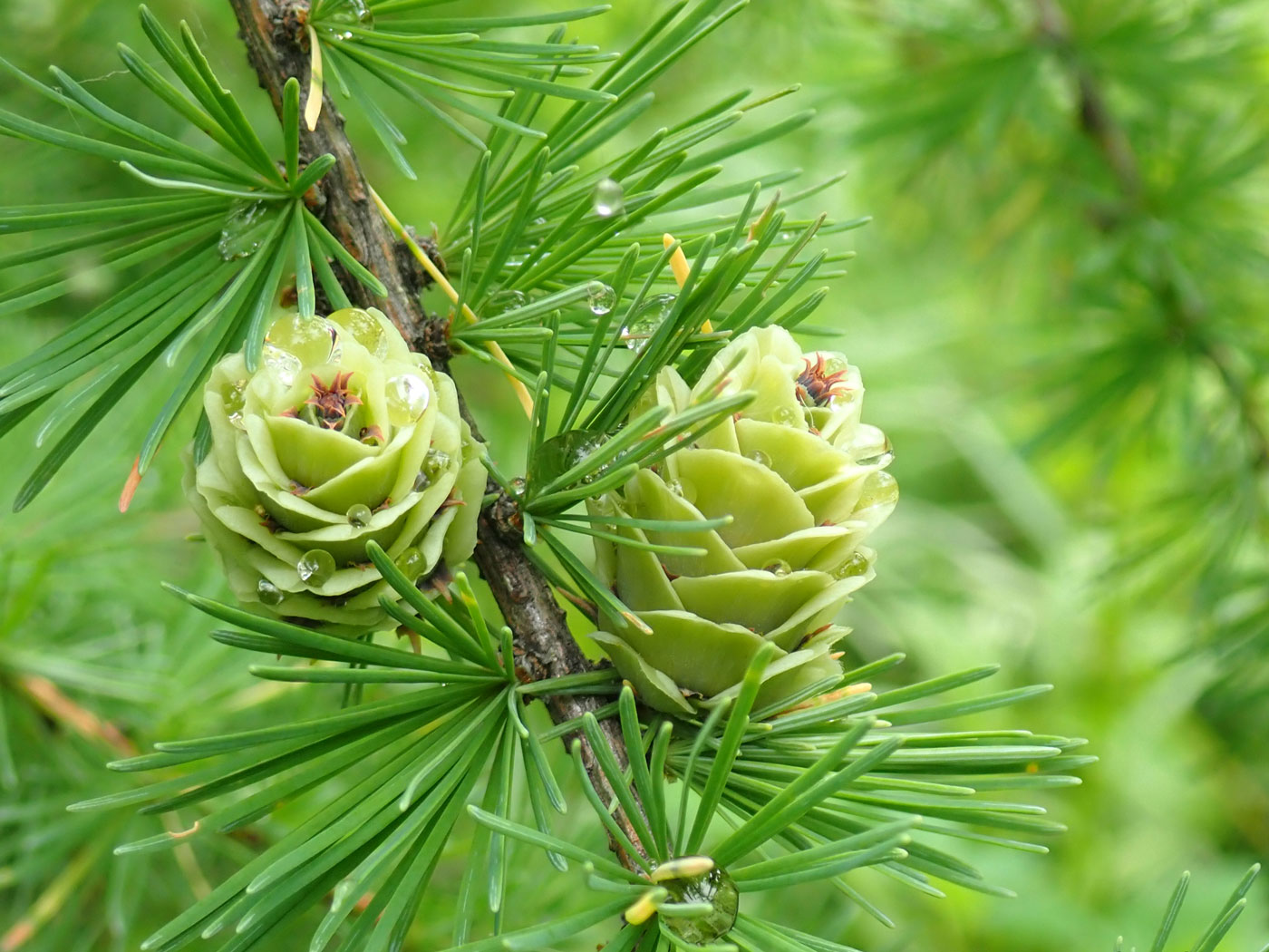 Image of genus Larix specimen.