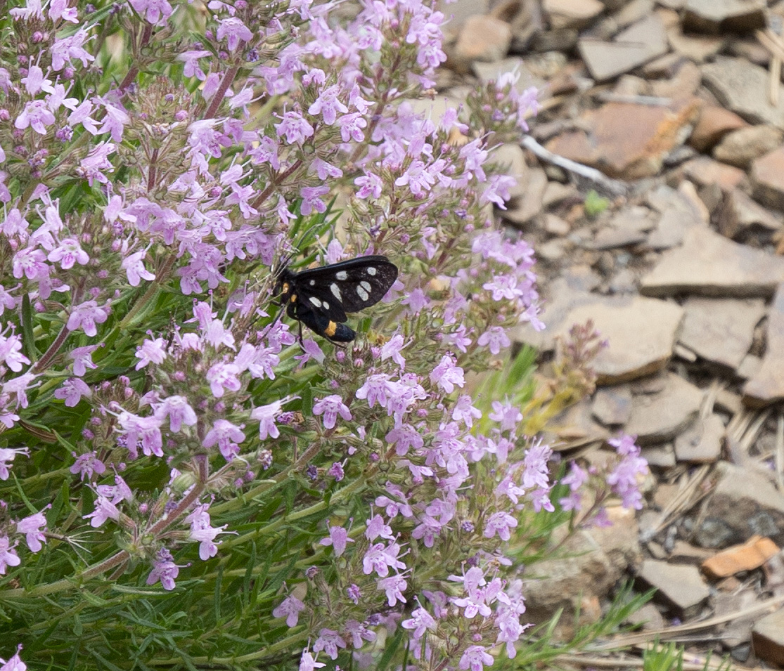 Image of genus Thymus specimen.