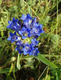 Gentiana decumbens