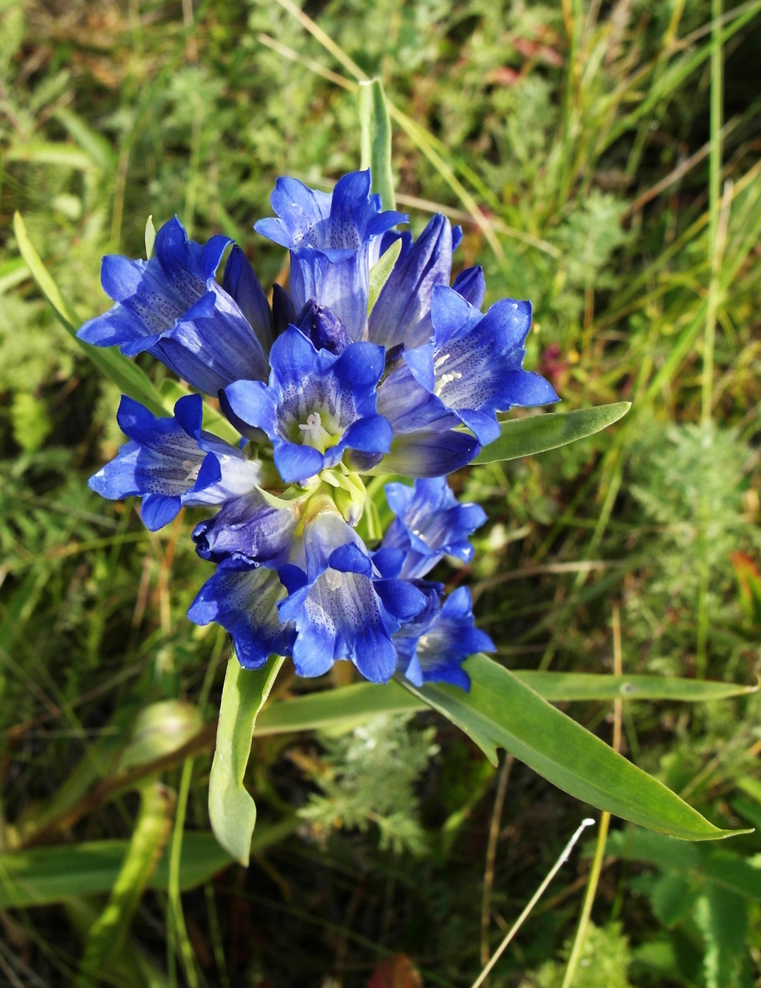 Изображение особи Gentiana decumbens.