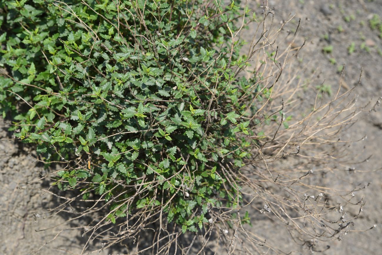 Image of genus Scutellaria specimen.