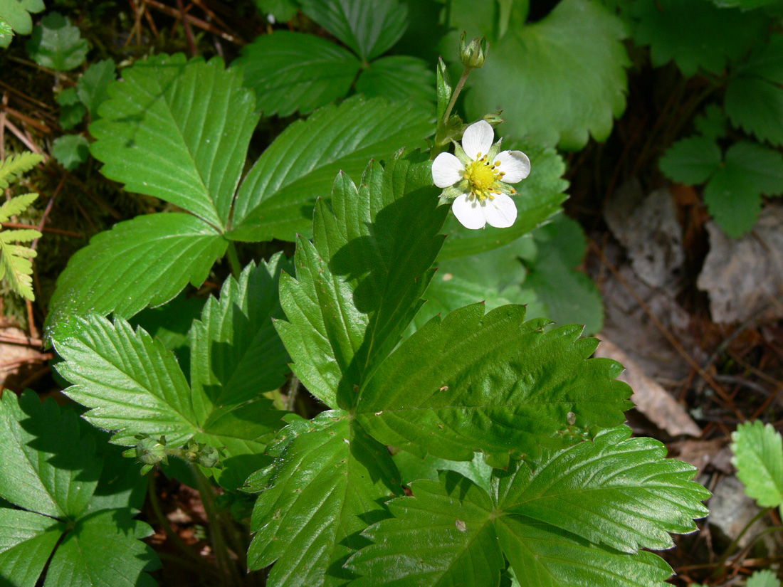 Изображение особи Fragaria vesca.