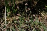 Antennaria dioica