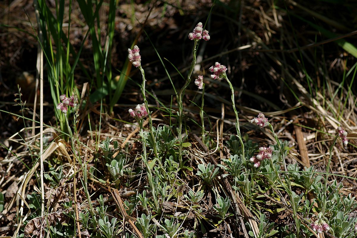 Изображение особи Antennaria dioica.