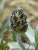 Plantago monosperma. Нераспустившееся соцветие. Испания, Каталония, пров. Жирона, комарка Рипольес, муниципалитет Сеткасес, окр. курорта \"Вальтер 2000\", ≈2200 м н.у.м., каменистый луг. 15.05.2022.