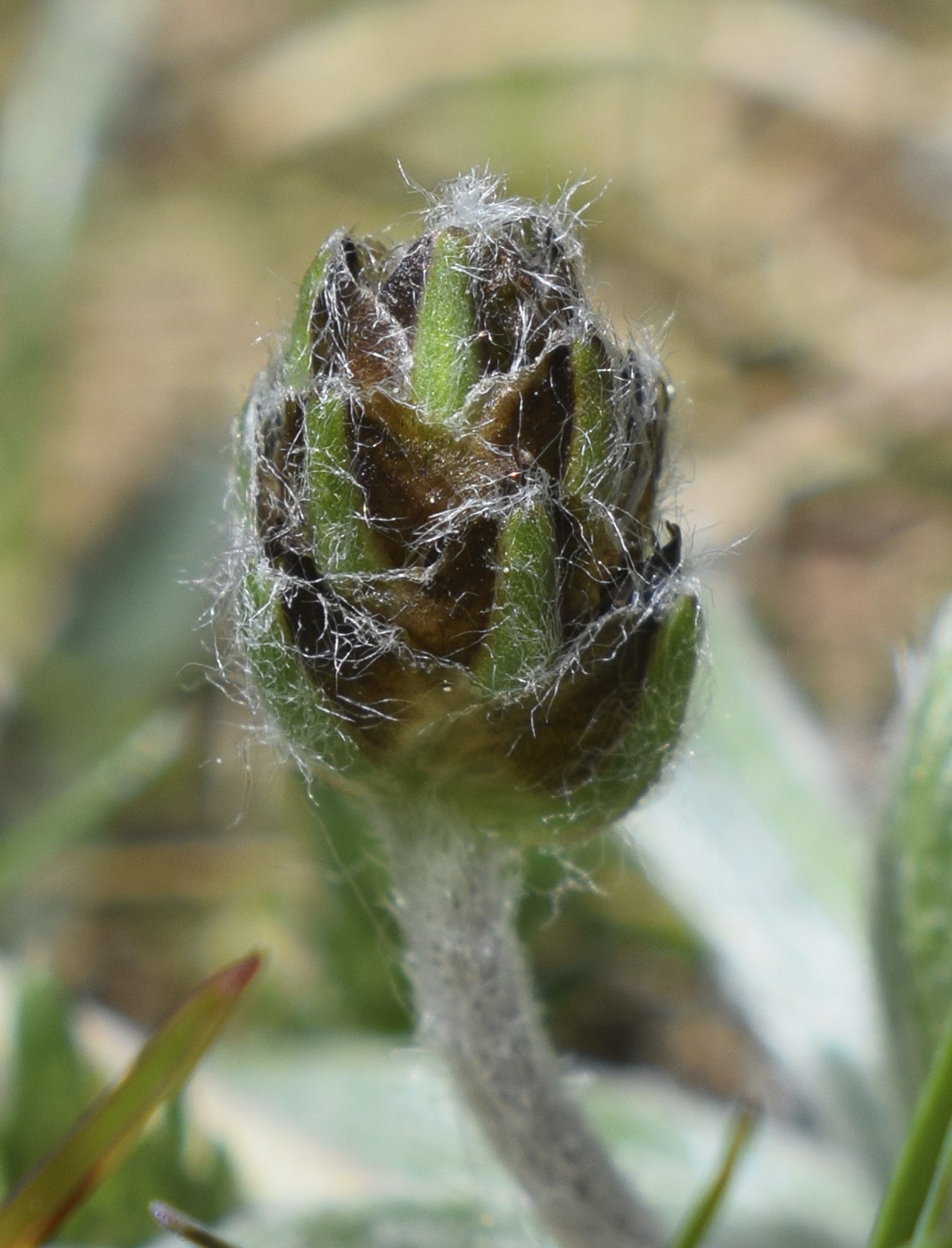 Изображение особи Plantago monosperma.