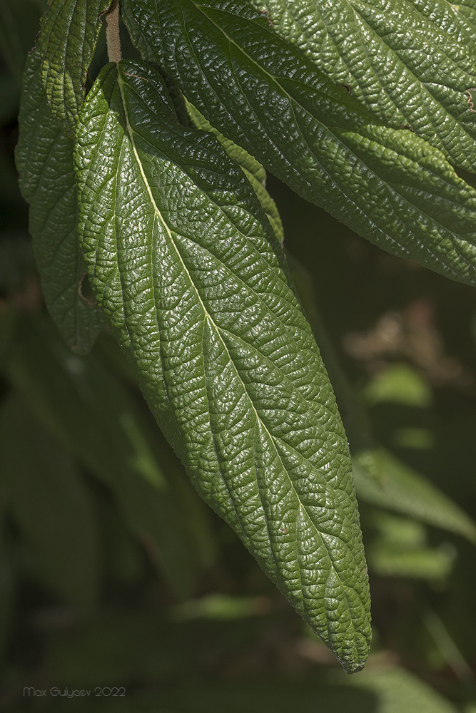 Image of Viburnum rhytidophyllum specimen.