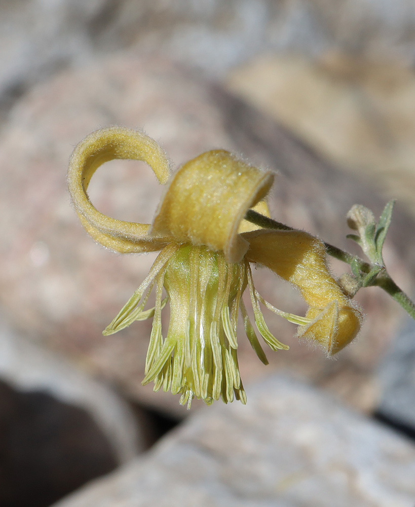 Image of Clematis orientalis specimen.