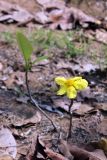genus Dillenia. Цветок. Вьетнам, провинция Даклак, национальный парк \"Йокдон\". 28.03.2012.