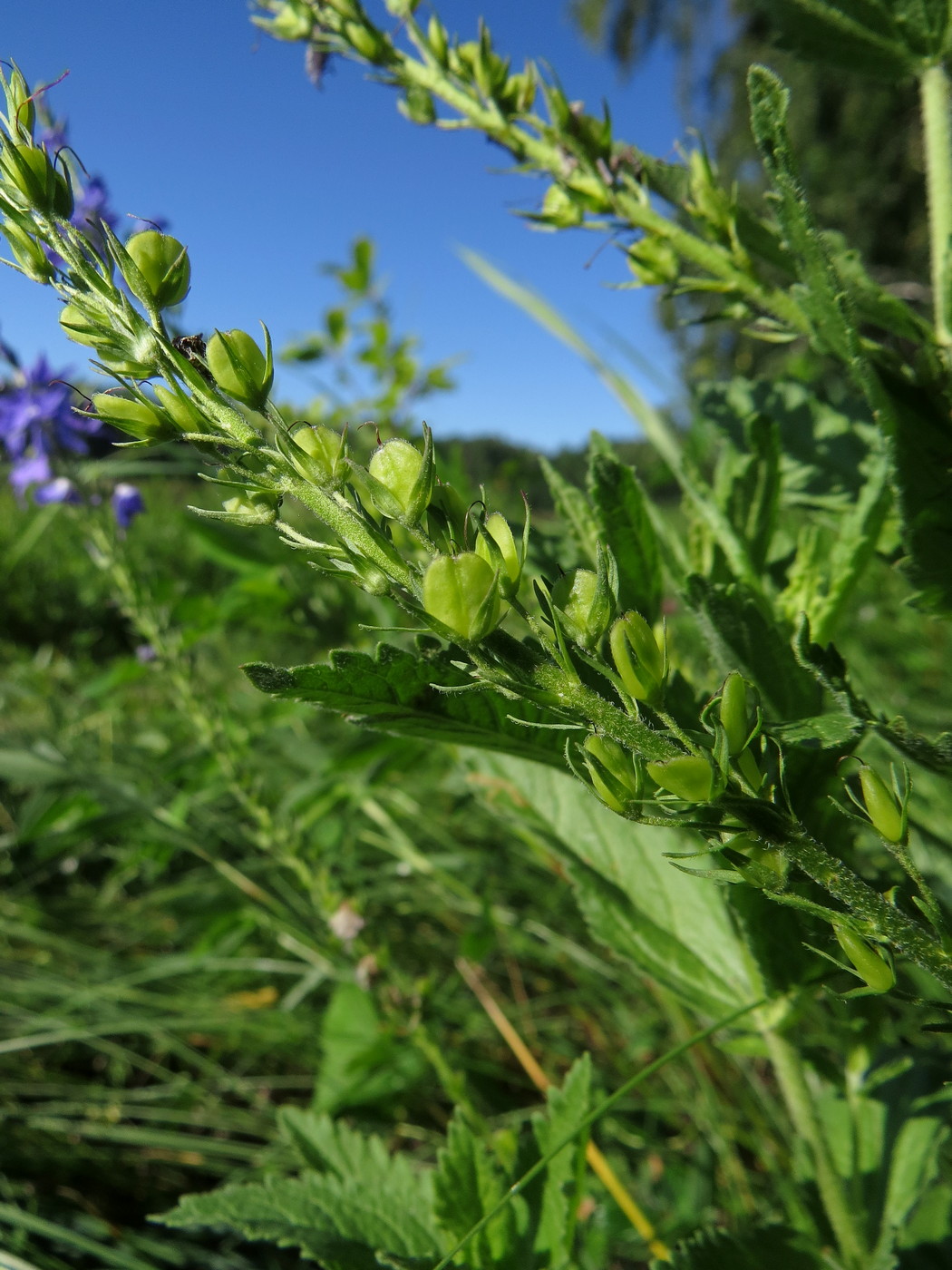 Изображение особи Veronica teucrium.