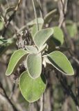 Phlomis chimerae