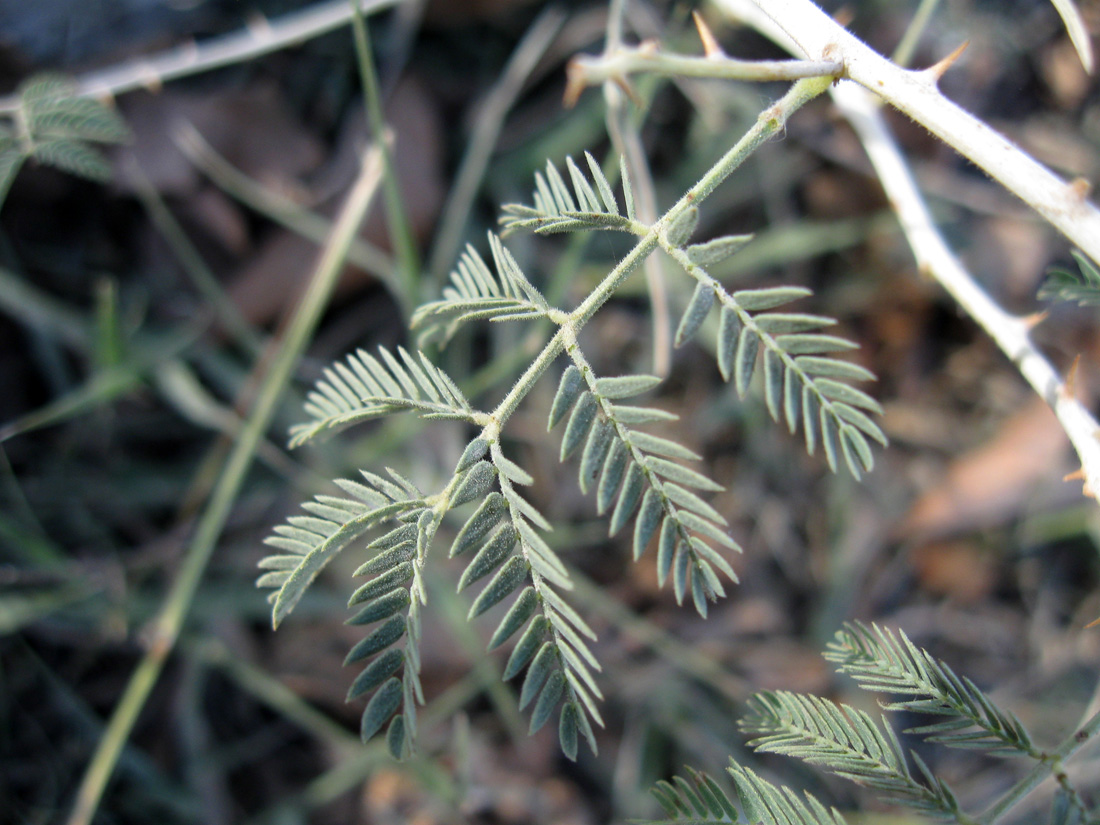 Изображение особи Lagonychium farctum.