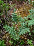 Sorbaria grandiflora. Отцветающее и плодоносящее растение. Хабаровский край, р-н им. Полины Осипенко, хр. Дуссе-Алинь, окр. оз. Тюленье, ≈ 1200 м н.у.м., поросший мхами каменистый склон. 20.07.2022.