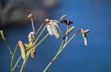 Sanguisorba tenuifolia