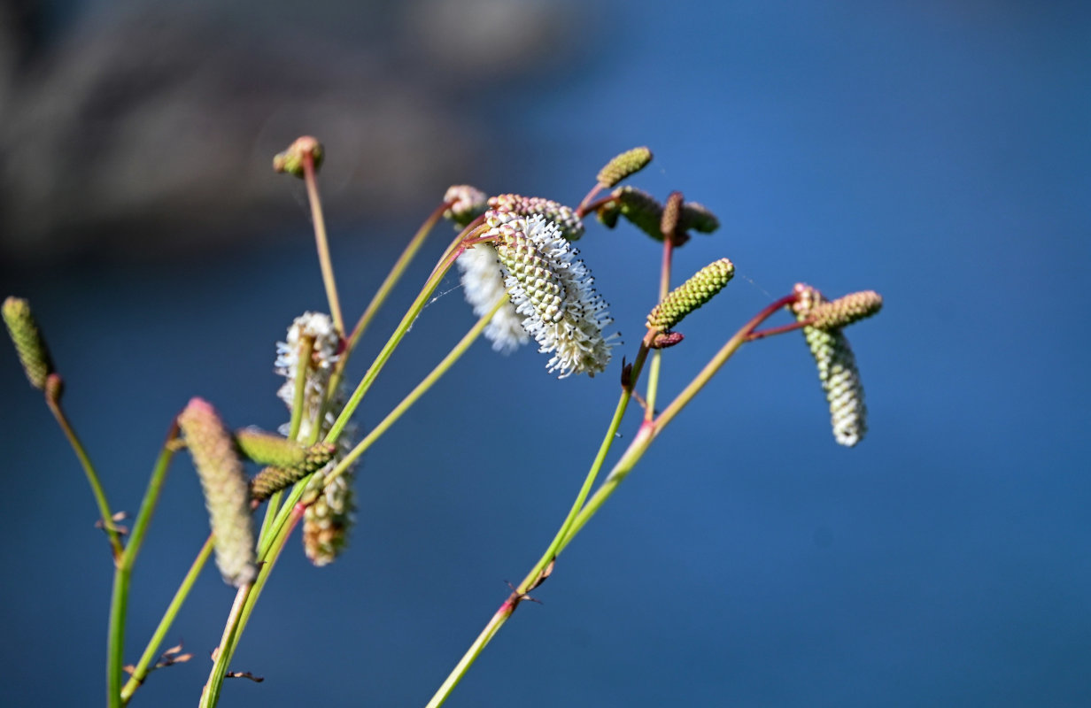 Изображение особи Sanguisorba tenuifolia.