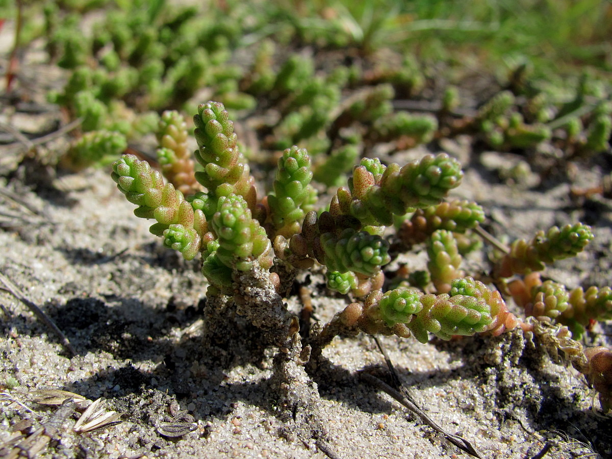 Image of Sedum acre specimen.