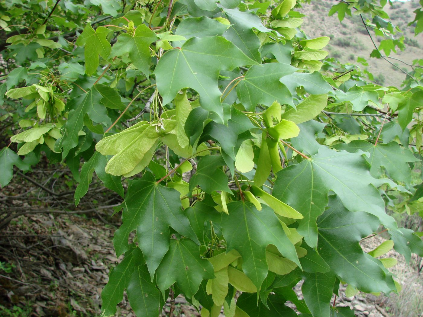 Image of Acer turkestanicum specimen.