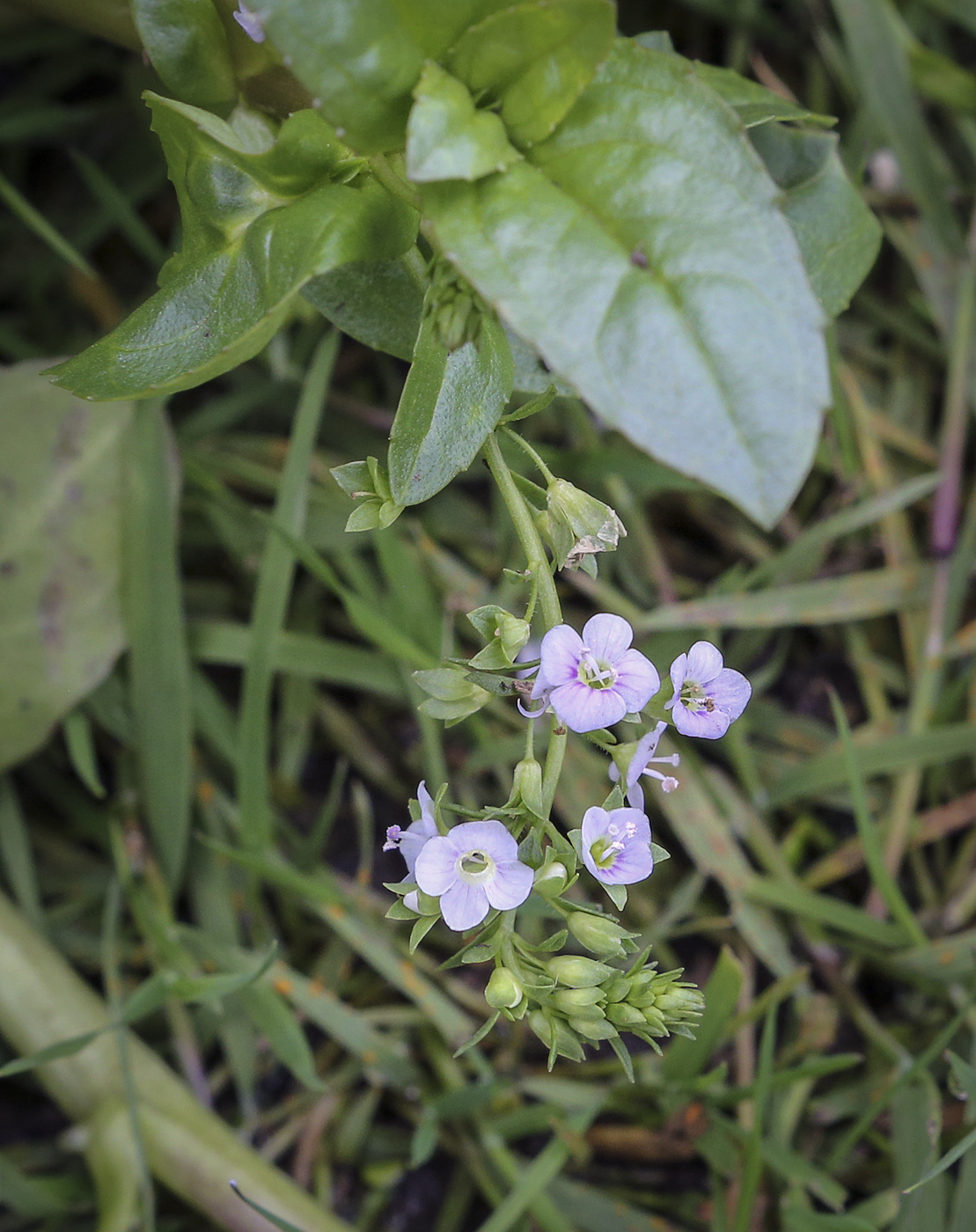 Image of Veronica beccabunga specimen.