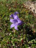 Campanula chamissonis. Цветки. Магаданская обл., окр. г. Магадан, п-ов Старицкого, кустарничково-лишайниковая горная тундра. 10.07.2012.