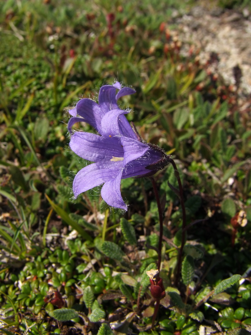 Image of Campanula chamissonis specimen.