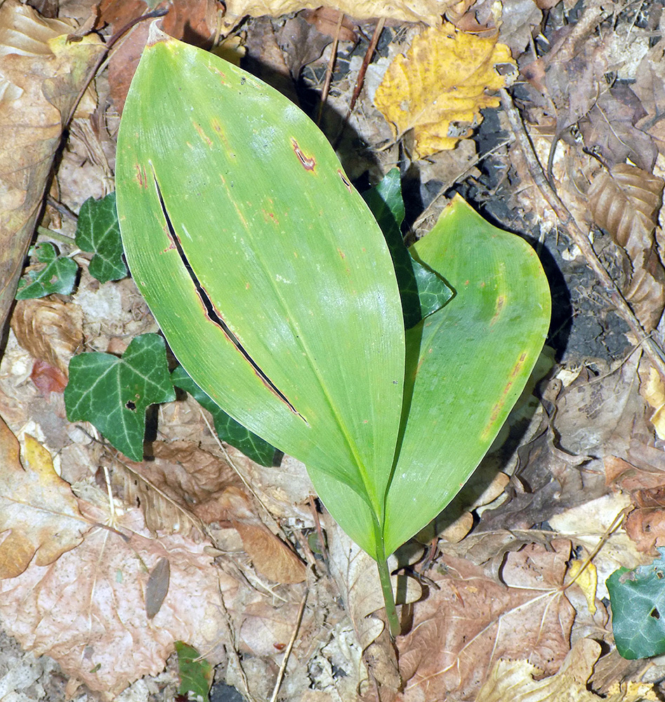 Изображение особи Convallaria majalis.