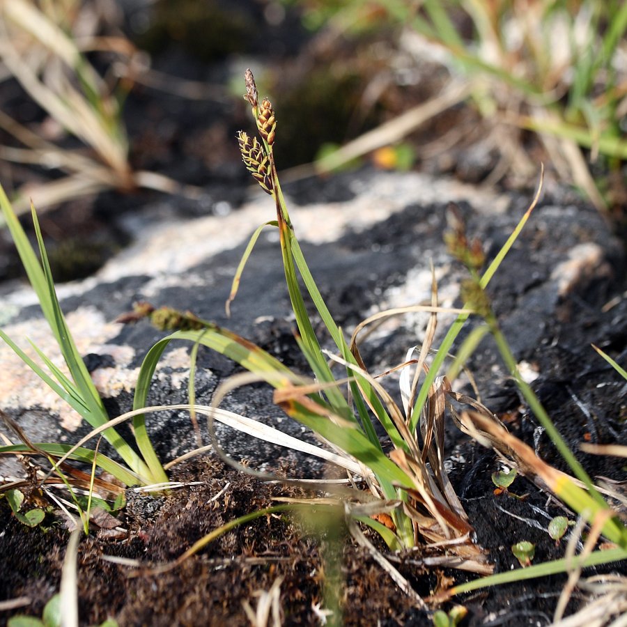 Изображение особи Carex bigelowii.