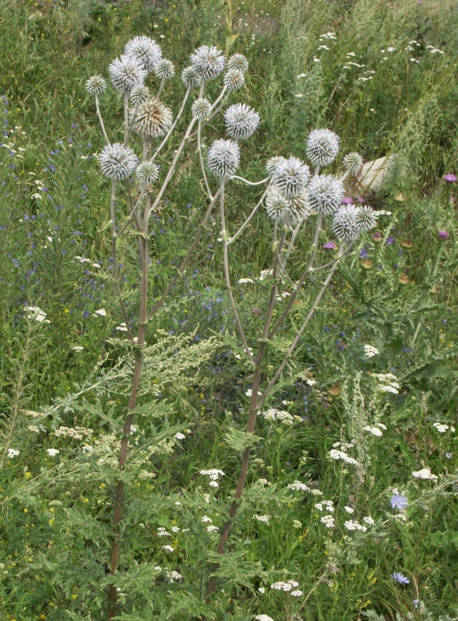 Image of Echinops sphaerocephalus specimen.
