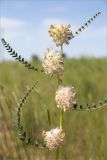 Astragalus vulpinus. Верхушка побега с соплодиями. Астраханская обл., Енотаевский р-н, окр. села Владимировка вблизи трассы \"Каспий\", полынно-злаковая степь. 02.06.2022.