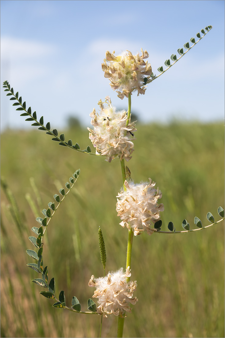 Image of Astragalus vulpinus specimen.