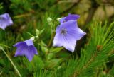 Platycodon grandiflorus. Соцветие (вокруг видны ветви Pinus). Приморье, Хасанский р-н, п-ов Гамова, окр. бухты Тёплая, разреженный сосняк на луговом склоне. 02.08.2021.