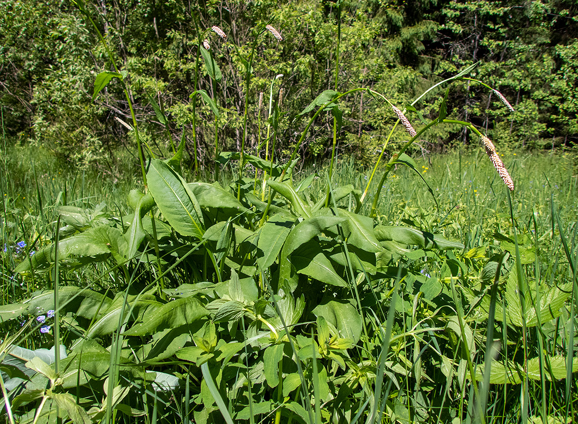 Изображение особи Bistorta officinalis.