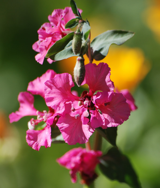 Image of Clarkia unguiculata specimen.