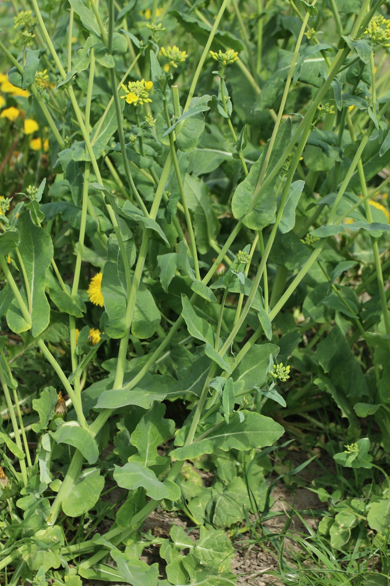 Изображение особи Brassica campestris.