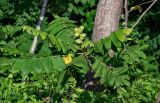 Juglans cinerea. Верхушка ветви с незрелым соплодием. Грузия, Аджария, г. Батуми, в культуре. 17.06.2023.