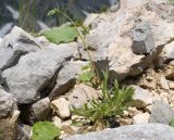Silene saxatilis