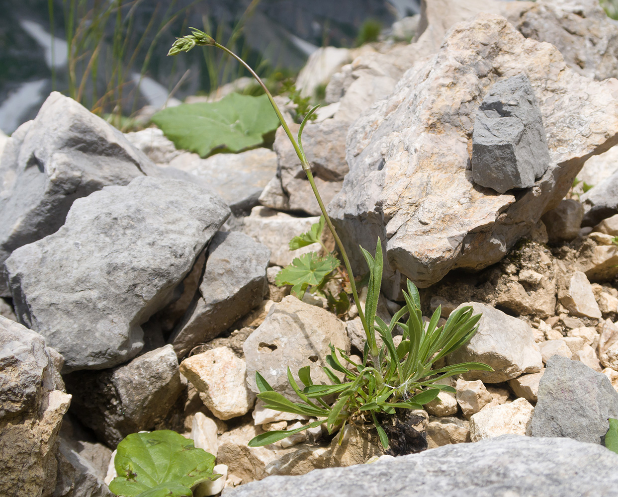 Image of Silene saxatilis specimen.