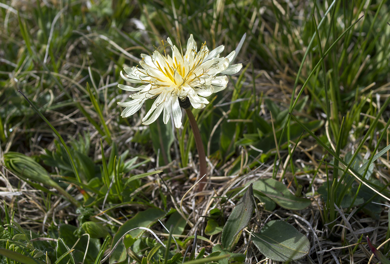 Image of Taraxacum stevenii specimen.