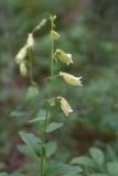 Digitalis grandiflora. Верхушка цветущего растения. Челябинская обл., Кыштымский городской округ, окр. руин Динамитного завода, сосново-берёзовый лес, на поляне. 3 июля 2023 г.