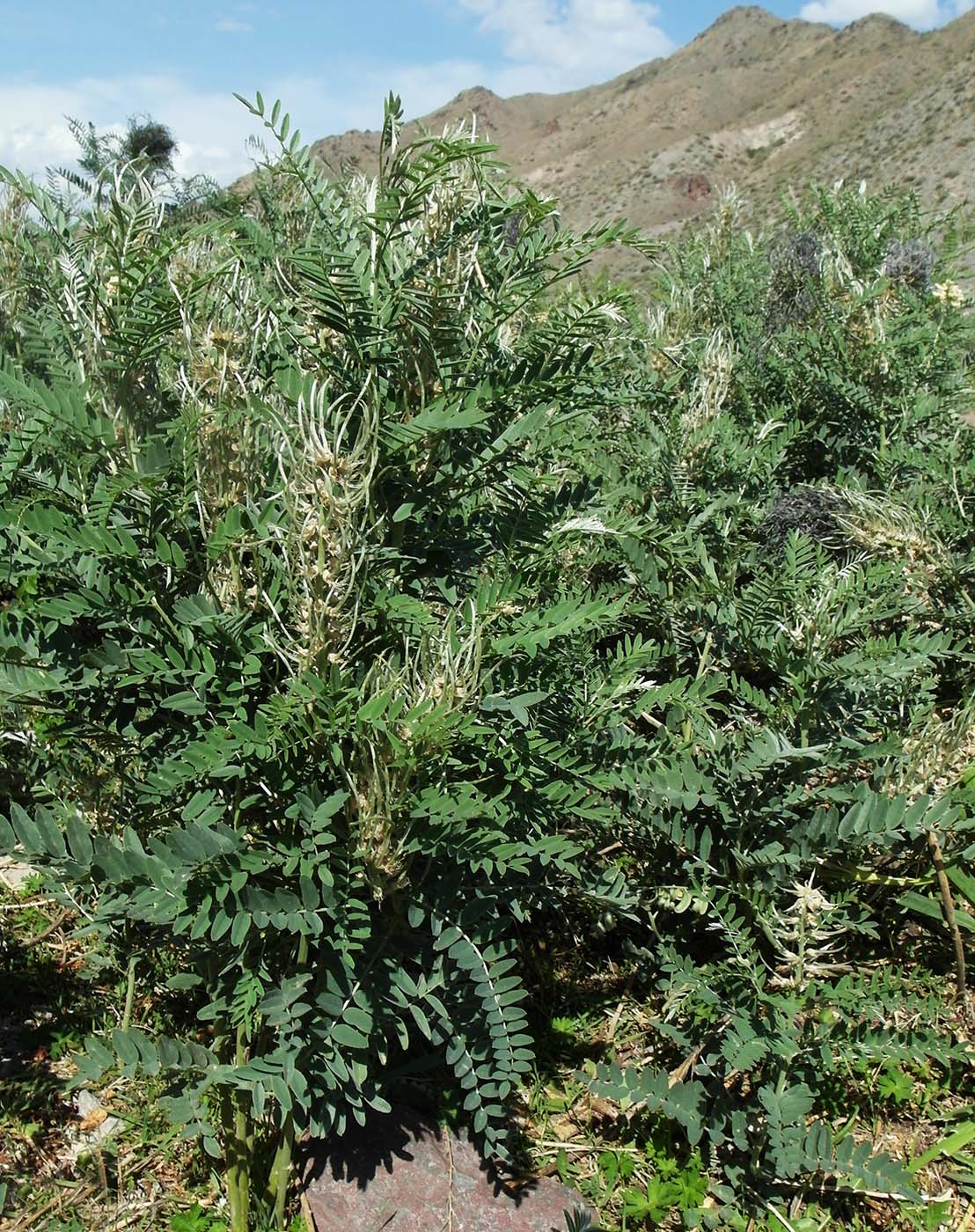 Image of Pseudosophora alopecuroides specimen.