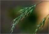 Festuca gigantea