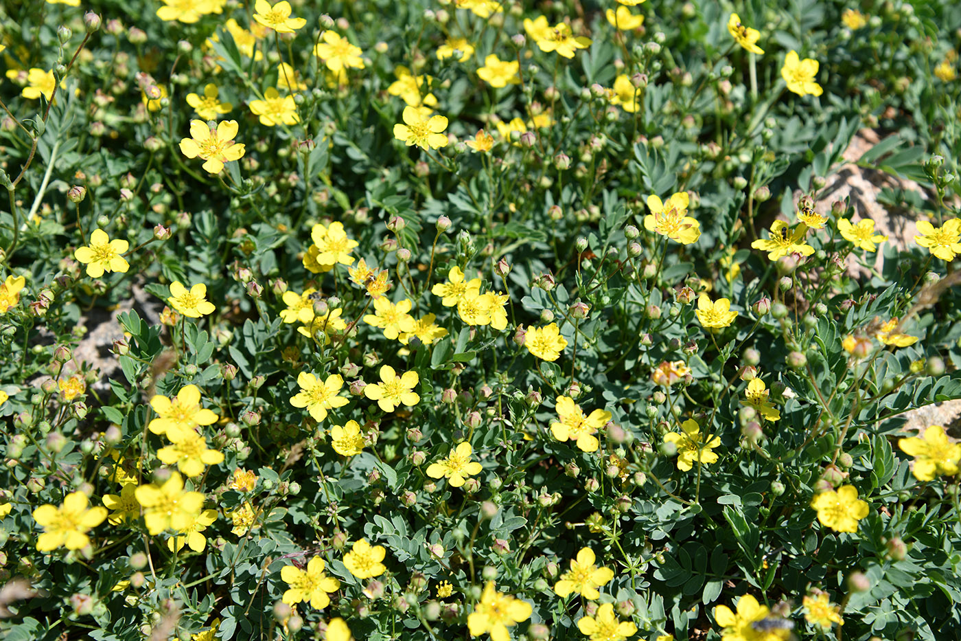 Изображение особи Potentilla orientalis.