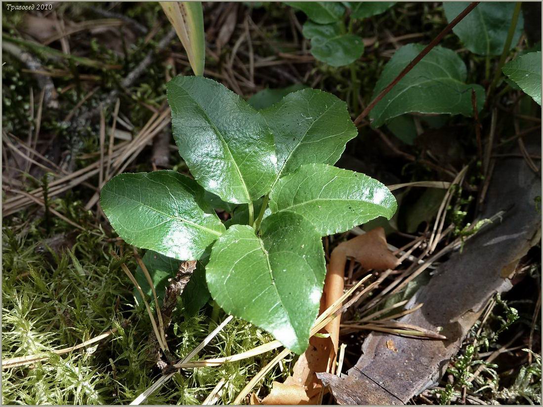 Изображение особи Orthilia secunda.