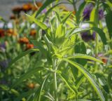 Monarda citriodora. Верхушка побега с развивающимся соцветием. Пермский край, г. Пермь, Кировский р-н, газон у жилого дома. 13.09.2023.