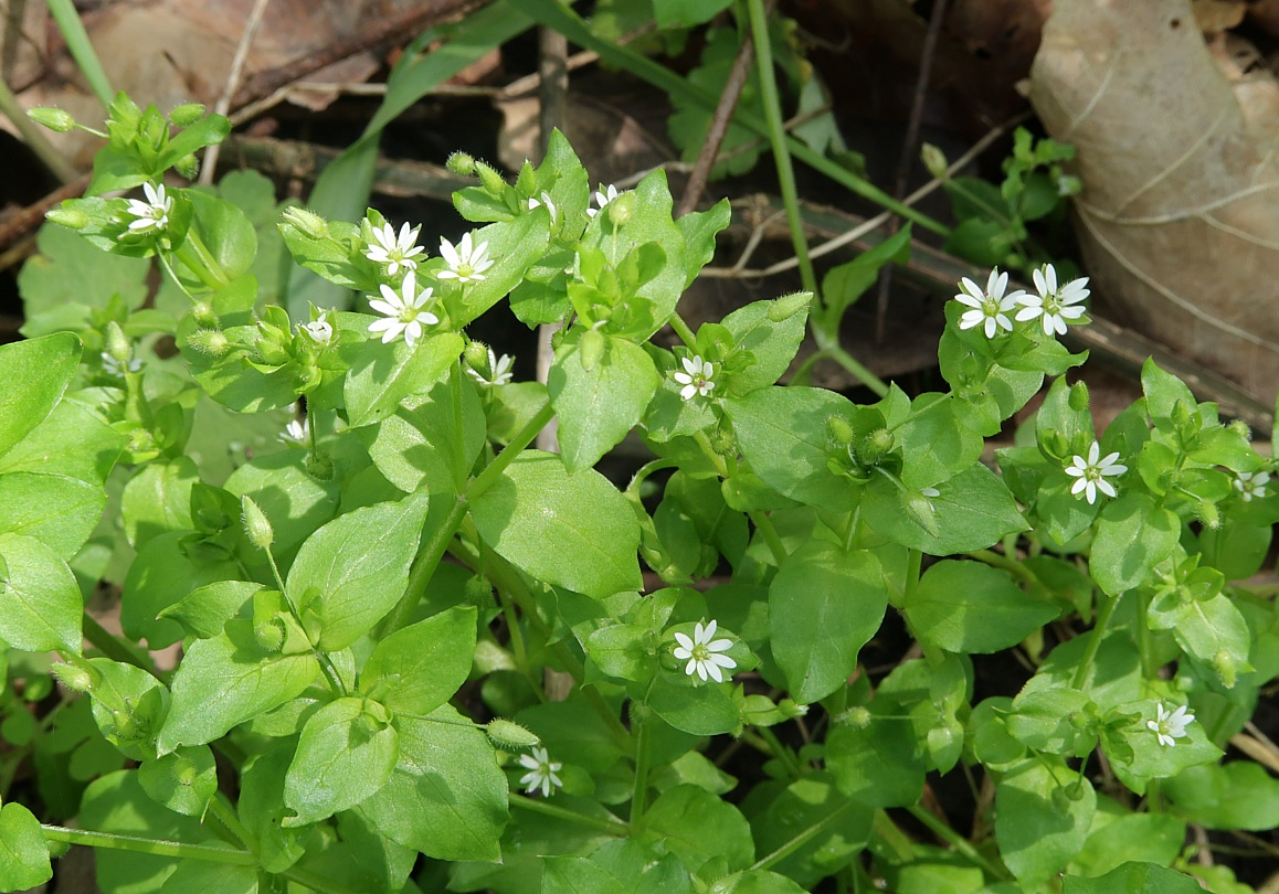 Изображение особи Myosoton aquaticum.