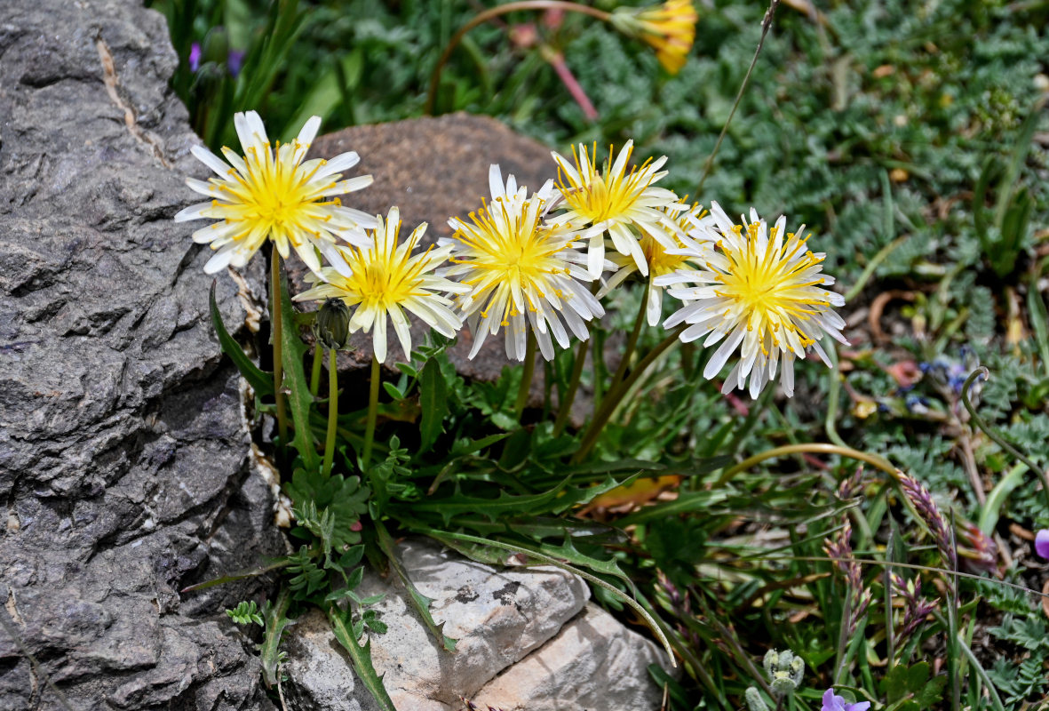 Image of genus Taraxacum specimen.